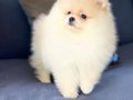 Pomeranian Boo Yavruları Istanbul 