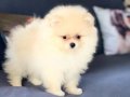 Pomeranian Boo Yavruları Istanbul 
