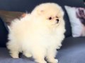 Pomeranian Boo Yavruları Istanbul 