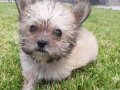 Tea Cup morkie yavruları İstanbul 