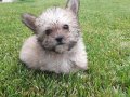 Tea Cup morkie yavruları İstanbul 