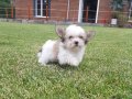 Tea Cup morkie yavruları İstanbul 