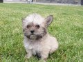 Tea Cup morkie yavruları İstanbul 