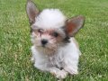 Tea Cup morkie yavruları İstanbul 