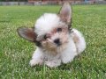Tea Cup morkie yavruları İstanbul 