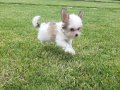 Tea Cup morkie yavruları İstanbul 