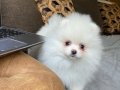 POMERANİAN ÇİFLİĞİNDEN HARİKA YAVRULAR SİZLERİ BEKLİYOR 