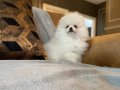 POMERANİAN ÇİFLİĞİNDEN HARİKA YAVRULAR SİZLERİ BEKLİYOR 
