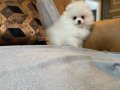POMERANİAN ÇİFLİĞİNDEN HARİKA YAVRULAR SİZLERİ BEKLİYOR 