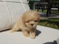EŞSİZ GÜZELLİKTE MALTİPOO YAVRULARİ ISTANBUL 