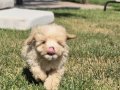 EŞSİZ GÜZELLİKTE MALTİPOO YAVRULARİ ISTANBUL 