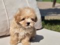 EŞSİZ GÜZELLİKTE MALTİPOO YAVRULARİ ISTANBUL 