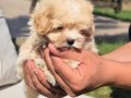 EŞSİZ GÜZELLİKTE MALTİPOO YAVRULARİ ISTANBUL 