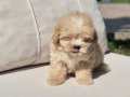 EŞSİZ GÜZELLİKTE MALTİPOO YAVRULARİ ISTANBUL 