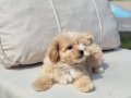 HİÇ BUYUMİCEK TEA CUP MALTİPOO YAVRULARİ ISTANBUL 