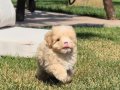HİÇ BUYUMİCEK TEA CUP MALTİPOO YAVRULARİ ISTANBUL 
