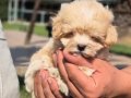 HİÇ BUYUMİCEK TEA CUP MALTİPOO YAVRULARİ ISTANBUL 