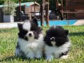 Parti Color pomeranian 