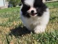 Parti Color pomeranian 
