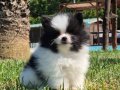 Parti Color pomeranian 