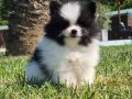 Parti Color pomeranian 