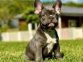 Wc eğitimli özel french bulldog yavruları 