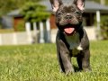 Wc eğitimli özel french bulldog yavruları 