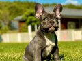 Wc eğitimli özel french bulldog yavruları 