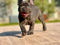 Wc eğitimli özel french bulldog yavruları 