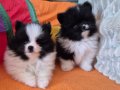 Tuvalete terbiyeli pomeranian yavruları 
