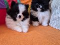 Tuvalete terbiyeli pomeranian yavruları 