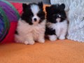 Tuvalete terbiyeli pomeranian yavruları 