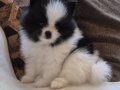 Tuvalete terbiyeli pomeranian yavruları 