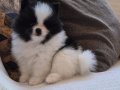 Tuvalete terbiyeli pomeranian yavruları 