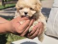 EŞSİZ GÜZELLİKTE MALTİPOO YAVRULARI ISTANBUL 