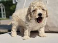 EŞSİZ GÜZELLİKTE MALTİPOO YAVRULARI ISTANBUL 