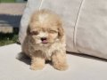 EŞSİZ GÜZELLİKTE MALTİPOO YAVRULARI ISTANBUL 