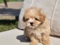 EŞSİZ GÜZELLİKTE MALTİPOO YAVRULARI ISTANBUL 