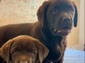 LABRADOR RETRIEVER YAVRULARI ISTANBUL 