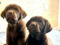 LABRADOR RETRIEVER YAVRULARI ISTANBUL 