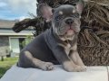 MERHABA EN GÜZEL YAVRULAR YENİ YUVALARINA GİTMEYE HAZIR 