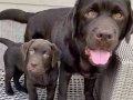 LABRADOR RETRIEVER YAVRULARI İÇİN DOGRU ADRES