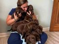 LABRADOR RETRIEVER YAVRULARI İÇİN DOGRU ADRES
