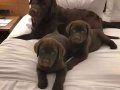 LABRADOR RETRIEVER YAVRULARI İÇİN DOGRU ADRES