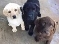 LABRADOR RETRIEVER YAVRULARI İÇİN DOGRU ADRES