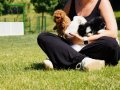 TEA CUP POODLE YAVRULARI SİZLERİ BEKLİYOR 