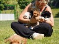 TEA CUP POODLE YAVRULARI SİZLERİ BEKLİYOR 