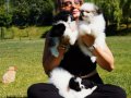 EFSANE GÜZELLİKTE POMERANİAN BOO YAVRULARI ISTANBUL 