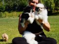 EFSANE GÜZELLİKTE POMERANİAN BOO YAVRULARI ISTANBUL 
