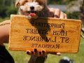 BİZİ ARAMADAN KARAR VERMEYİN MALTİPOO YAVRULARİ 